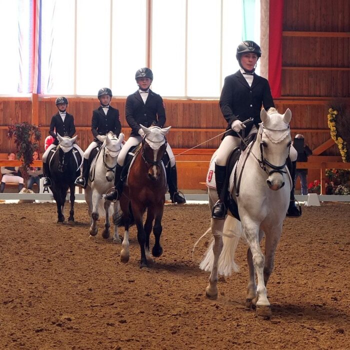 dressage, tournament, equestrian, jumping, team, task, dressage arena, mould, together, dressage, dressage, dressage, dressage, dressage